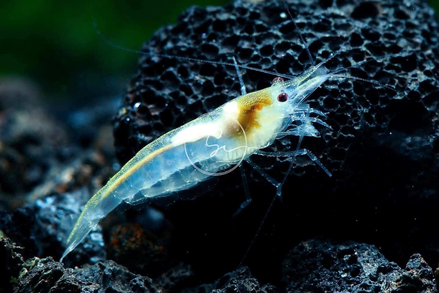 Swimming Creatures™ Premium Neocaridina Shrimp – Freshwater Aquarium Shrimp (20, Premium Mix (5 Colors))