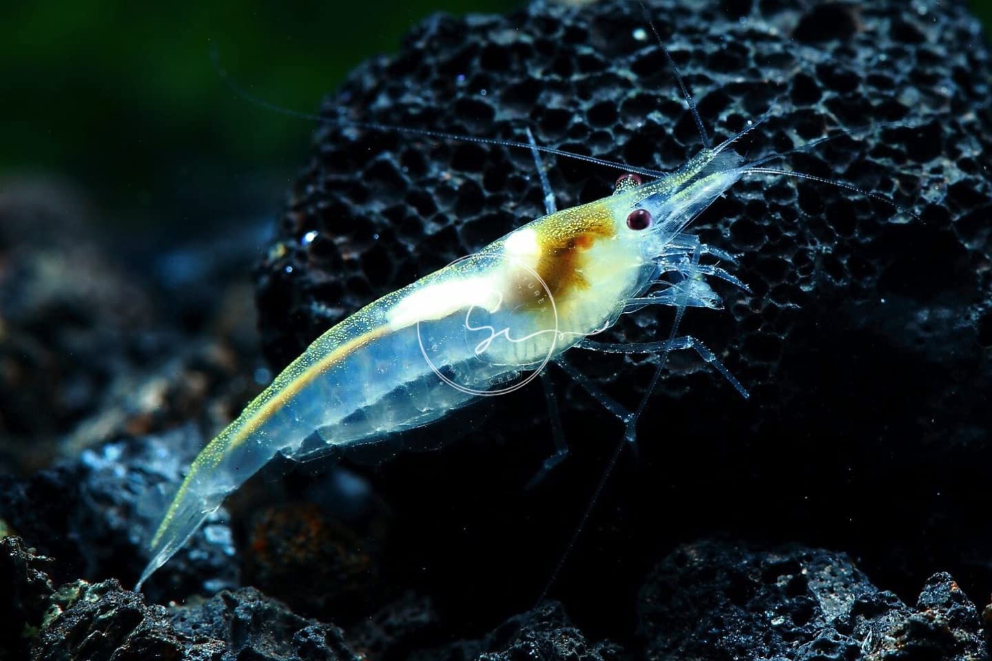 Swimming Creatures™ Premium Neocaridina Shrimp – Freshwater Aquarium Shrimp (20, Premium Snowball)