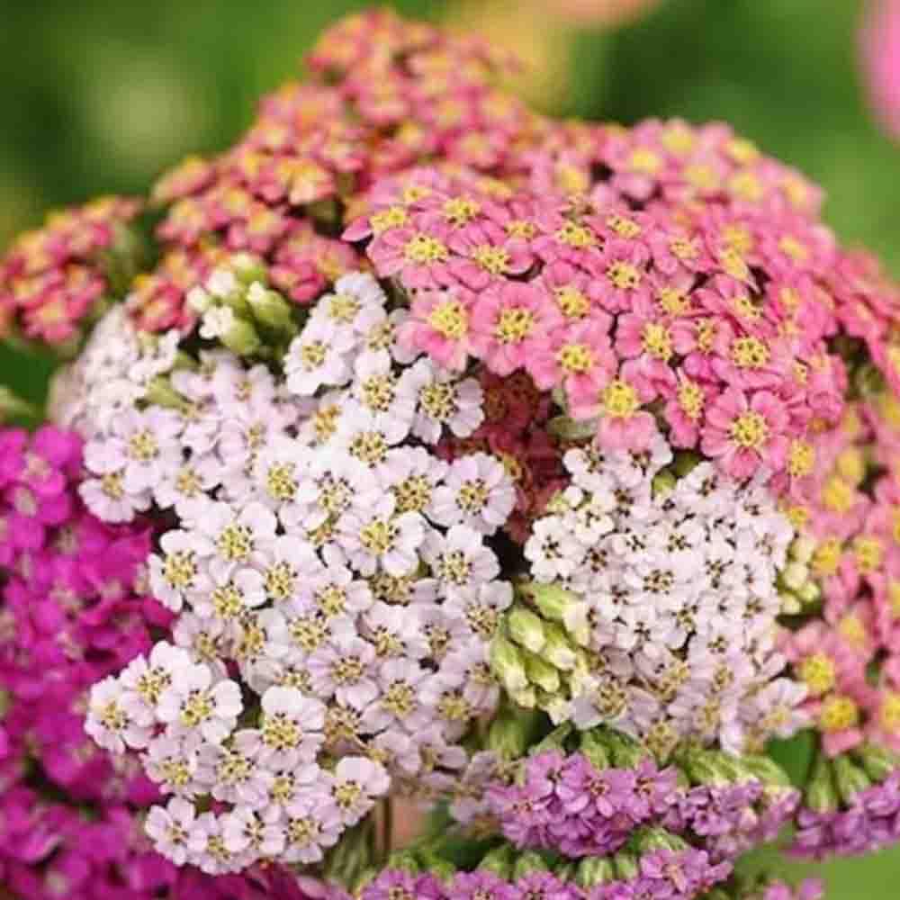 50 Mixed Pastel Achillea Seeds UK Hardy Asteraceae Yarrow Garden Wild Flower