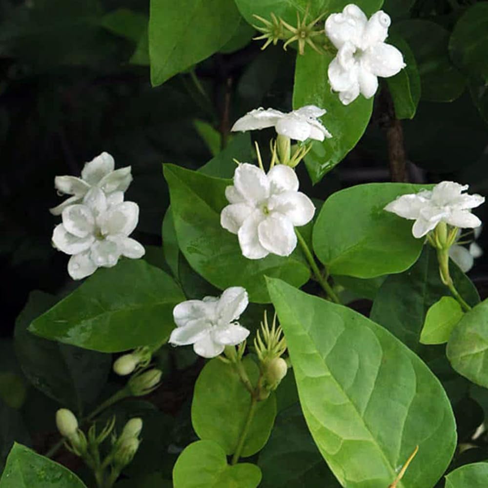White Jasmine Plant, Maid of Orleans Jasmine Live Plant, White Fragrant Flower Plants, 3 to 5 Inch Tall Flower Starter Plants for Garden