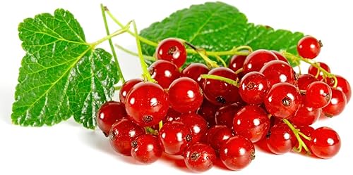 QAUZUY GARDEN 20 semillas de grosella de cera roja, grosella de montaña alpina, semillas de cereo, paisaje llamativo para jardín, hogar, exterior,