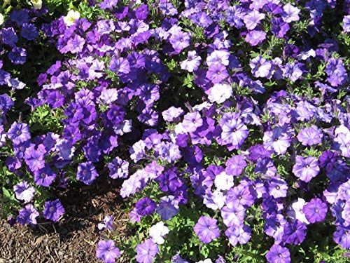 Pelletierte Denim Shock Wave Hybrid-Petuniensamen – Packung mit 15 Stück