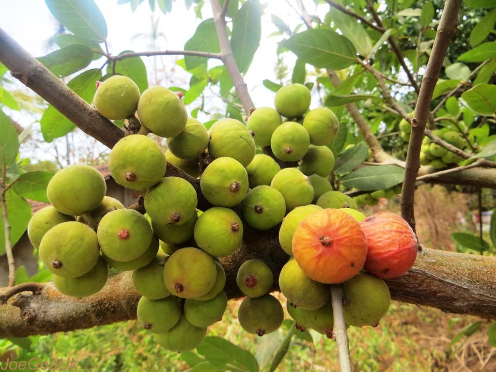 See full amazon price history chart for GreenCaart Anjeer hybrid fruit live plant Common fig - Plant GreenCaart Anjeer hybrid fruit live plant Common fig - Plant (B0B2ZG7MCL) Amazon Price History, Amazon Price Tracker