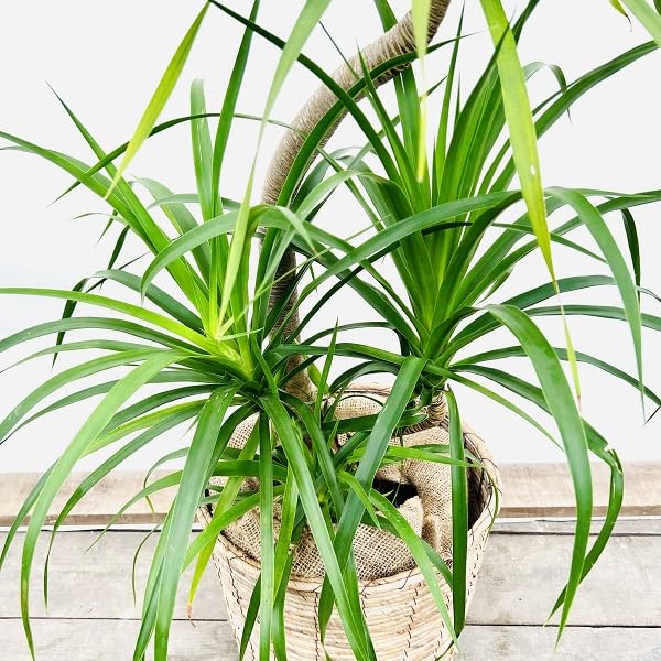 ドラセナ　カンボジアーナ　2【現品】☆希少☆ 観葉植物 室内　大型 現品］【希少】ドラセナ カンボジアーナ 8号 観葉植物 室内 大型