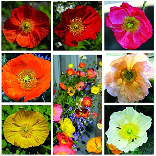 Islande couleur mélange de pavot 1000 graines Fleurs Beau jardin Facile grandir B52