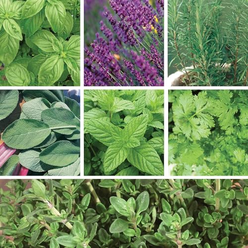 Image of Ferry-Morse Herb Seeds Variety Pack - Aromatherapy - Rosemary Seeds, Cilantro Seeds, Mint Seeds, Basil Seeds - 7 Pack - Organic GMO Free