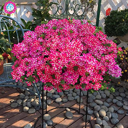 Semi Violetta Dolce - 75 Semi, Per Giardino O Balcone, Erbe Aromatiche Decorative - Foto 13