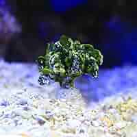 Amazon.co.jp: （海水魚）海藻 コサボテングサ（1株） 北海道