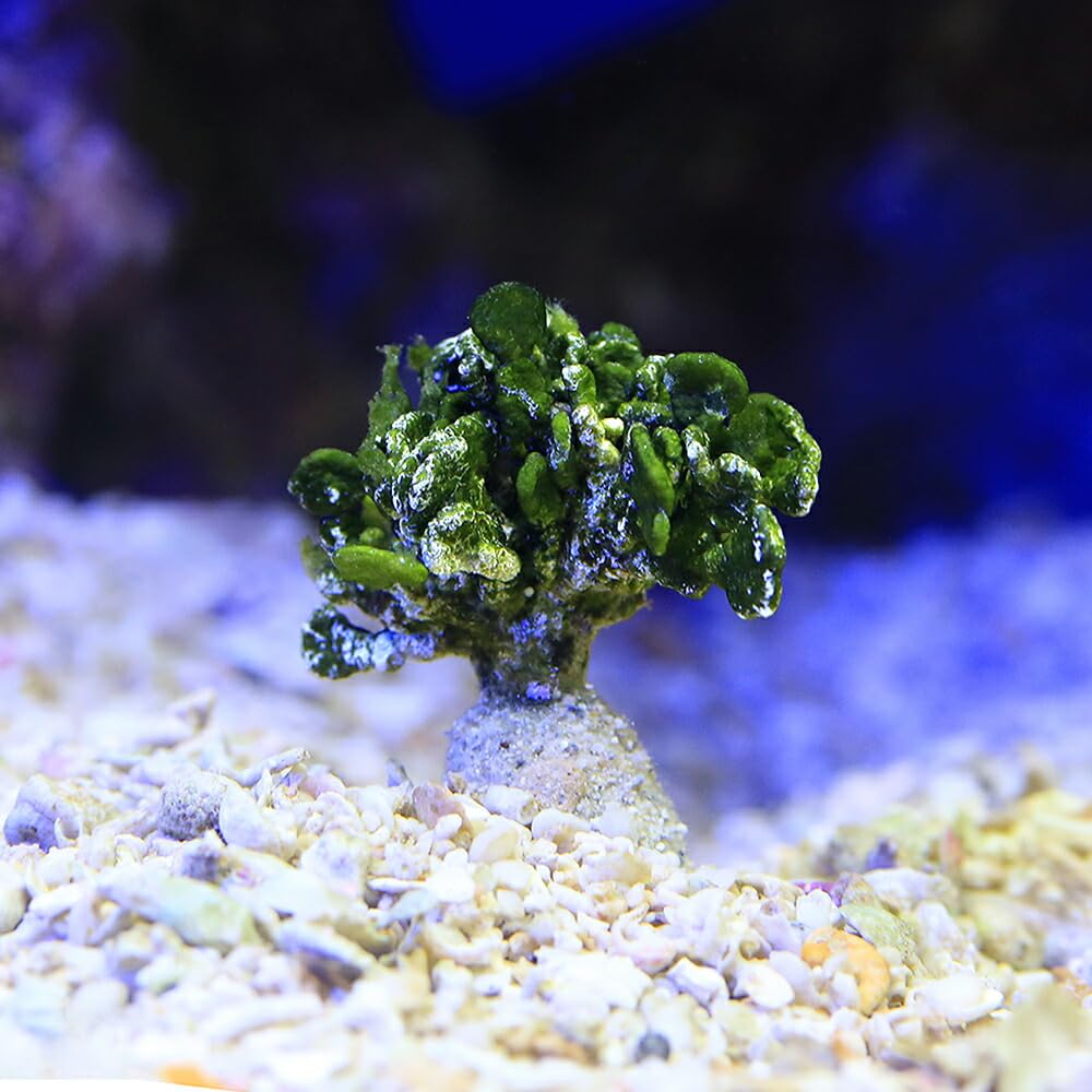 水草  海藻  サンゴ Amazon.co.jp: （海水魚）海藻 コサボテングサ（1株） 北海道