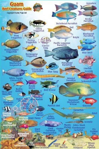 Guam Coral Reef Creatures Guide Franko Maps Laminated Fish Card 4"" x 6" Map