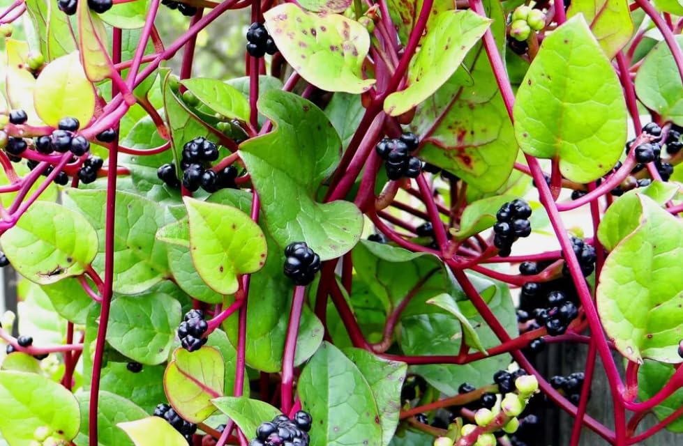 1 Pack of 20 SEEEDS Malabar Spinach - Basella rubra