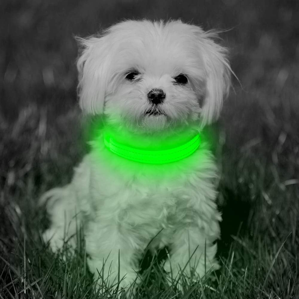 BSEEN Collar de Perro LED, Recargable por USB, Collar para Perros pequeños, Collar de Seguridad Brillante para Gatos con cincha de Nailon Ajustable de Alta Visibilidad para Perros y Gatos
