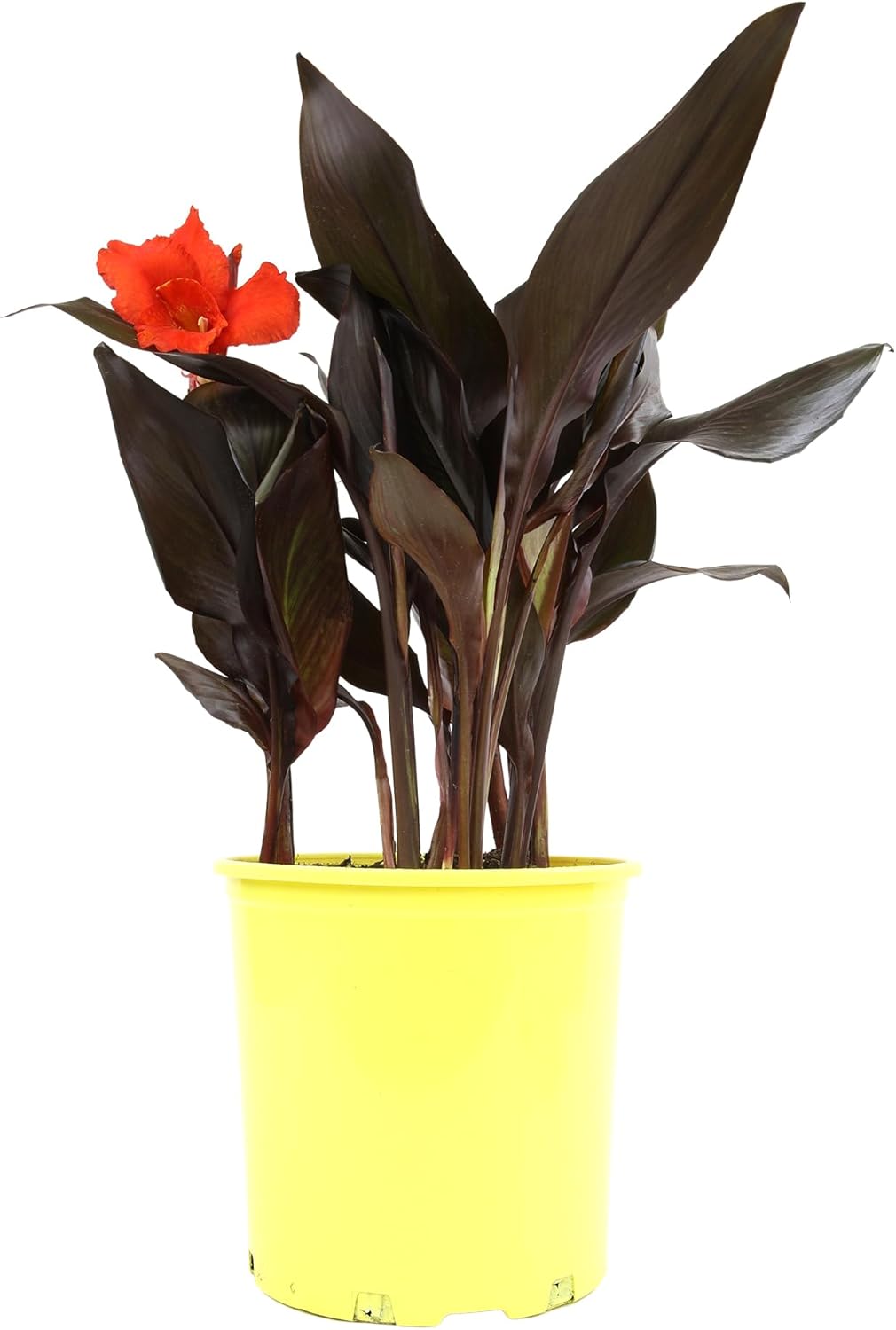 Canna Lily 'Lava Rock', Live Lilies, Garden Perennial Outdoor Plant, Blooms Red Flowers in 4 qt. Grower Pot by Plants for Pets