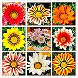 100pcs / bag color mezclado Gazania rigens semillas, semillas de flor para el hogar y el jardín, planta de los bonsai para plantaciones al aire libre de interior