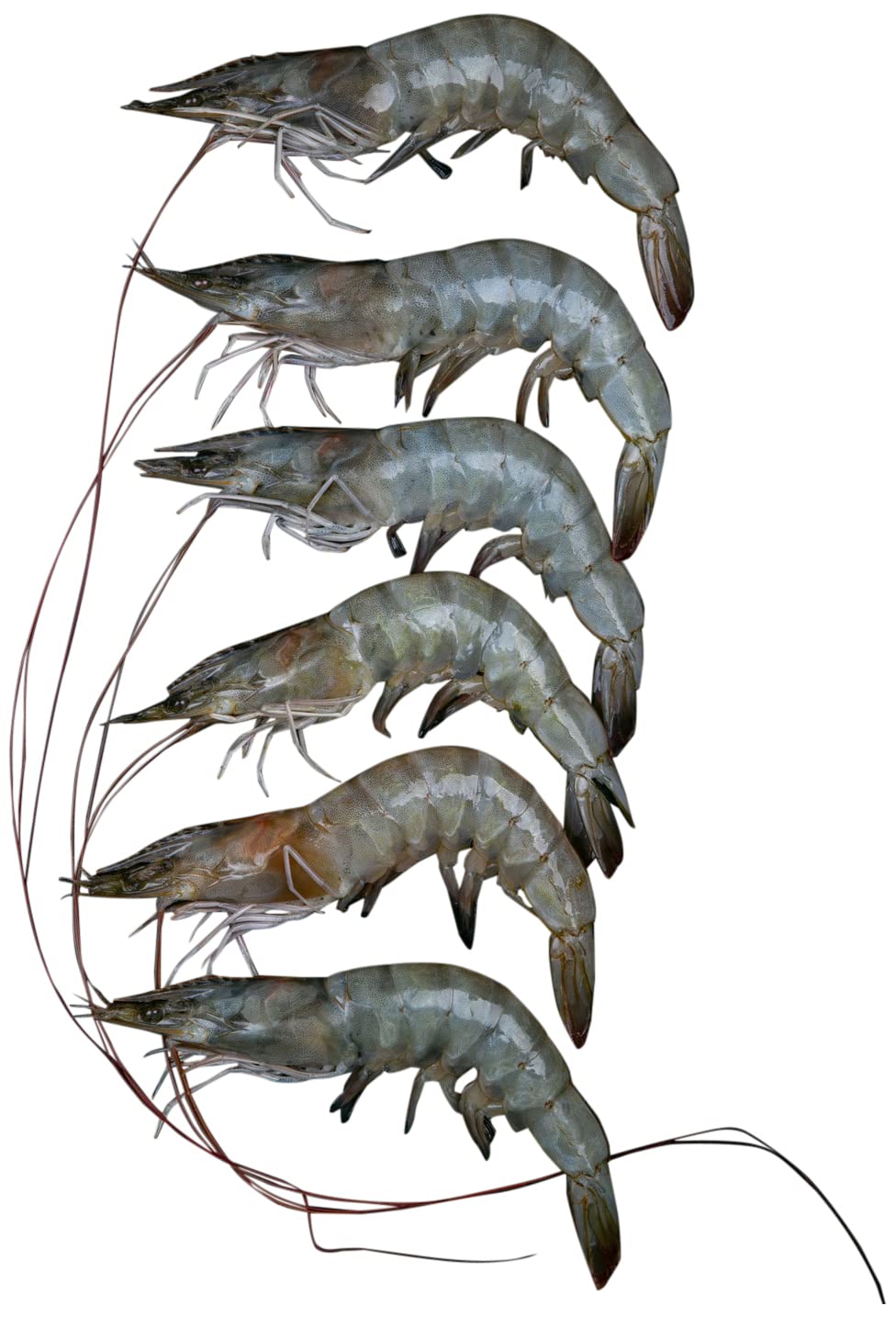 Lulu Fresh Farmed Prawns Large - 500g - Whole Cleaned