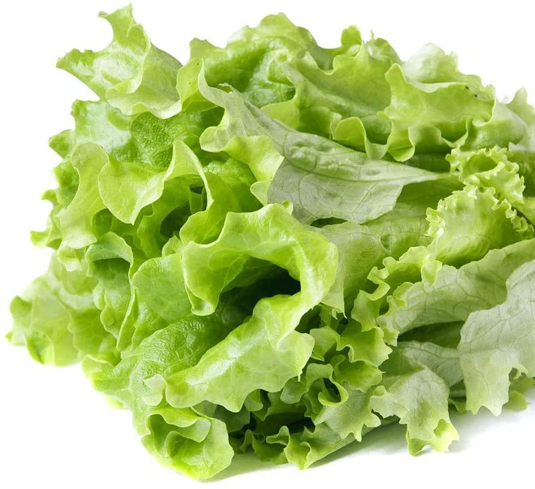 1000pcs lettuce seeds wide range of uses planted in garden form standard pastoral landscape an excellent choice for any lettuce