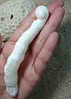 Amazon.co.jp: ケオン パワーストーン 鉱物 イシカブラ 貝殻 標本 Amazon.co.jp: ケオン パワーストーン 鉱物 イシカブラ 貝殻 標本