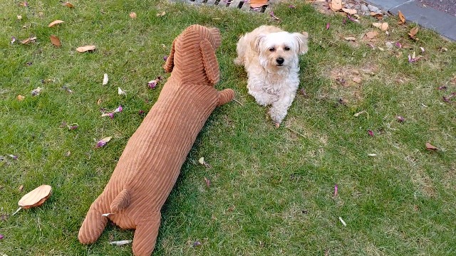 Amazon.com: Fanunny 36 Inch Dachshund Dog Stuffed Animal Plush