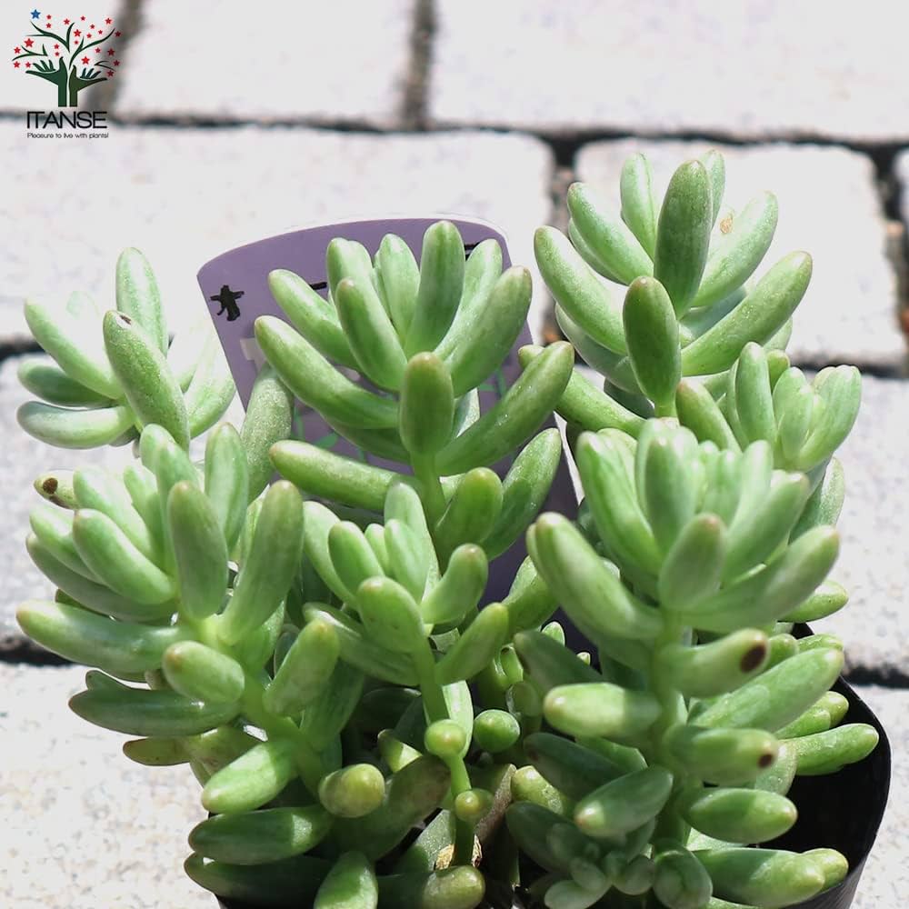 ☆ご確認用☆ 虹の玉　オーロラ セダム・オーロラ（斑入り虹の玉）やさしい育て方 | 多肉屋365