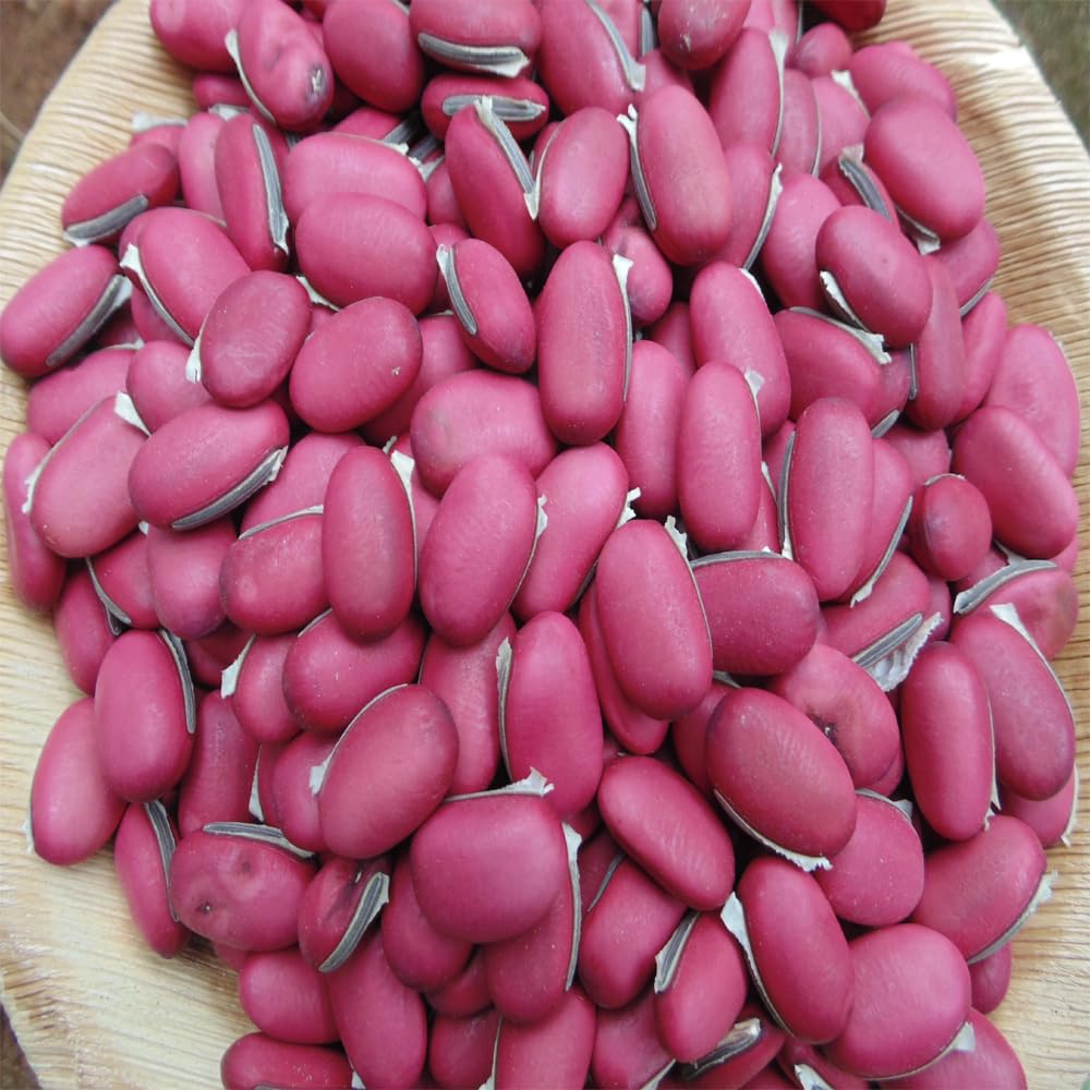 Sword bean seed (15 per packet) 1