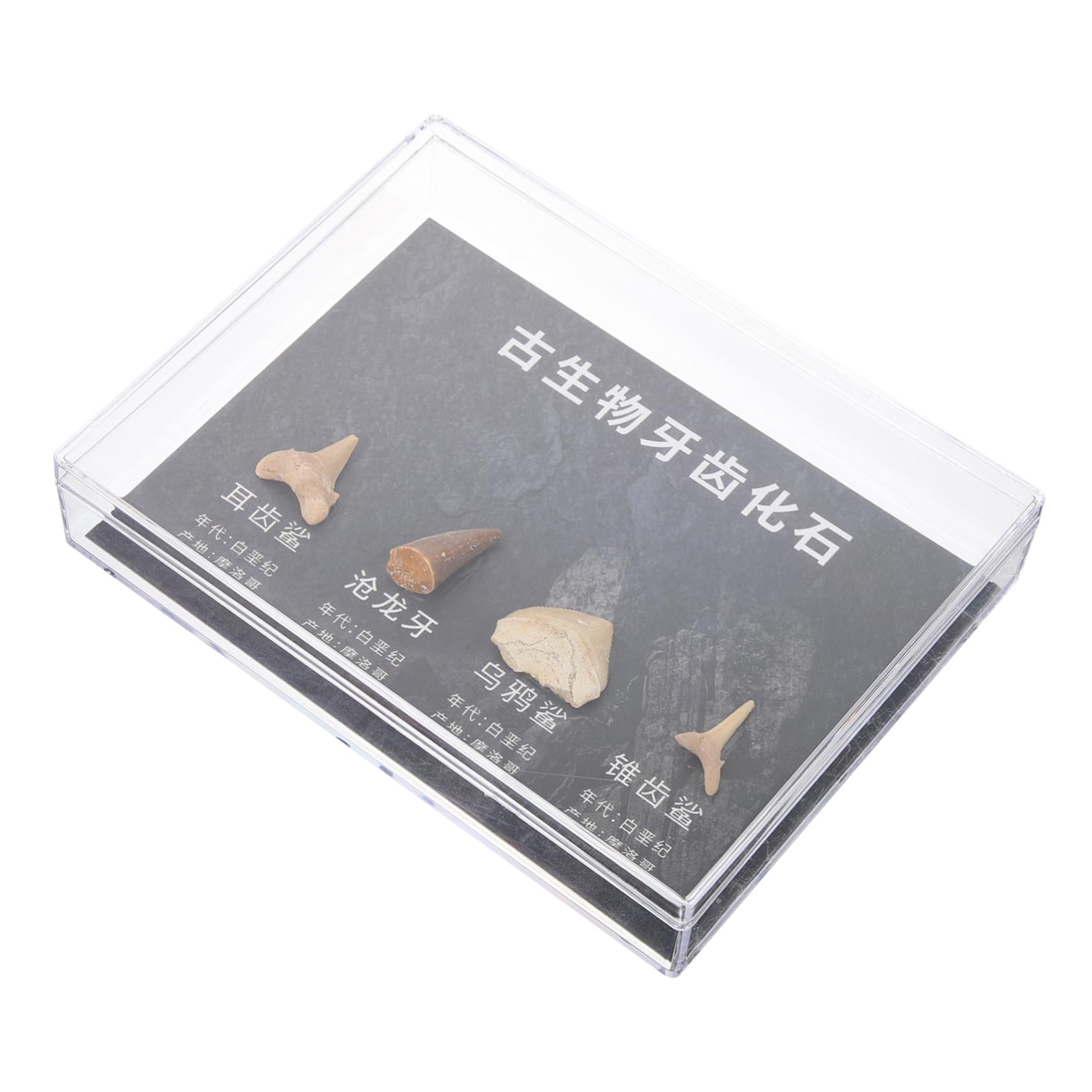 Gatuida 5 Cajas decoración modelo dinosaurio esqueleto paleontología bichos trilobites paleontologia studio decoraciones adornos estuda muestra estudiante enseñando ornamento equipo fósil