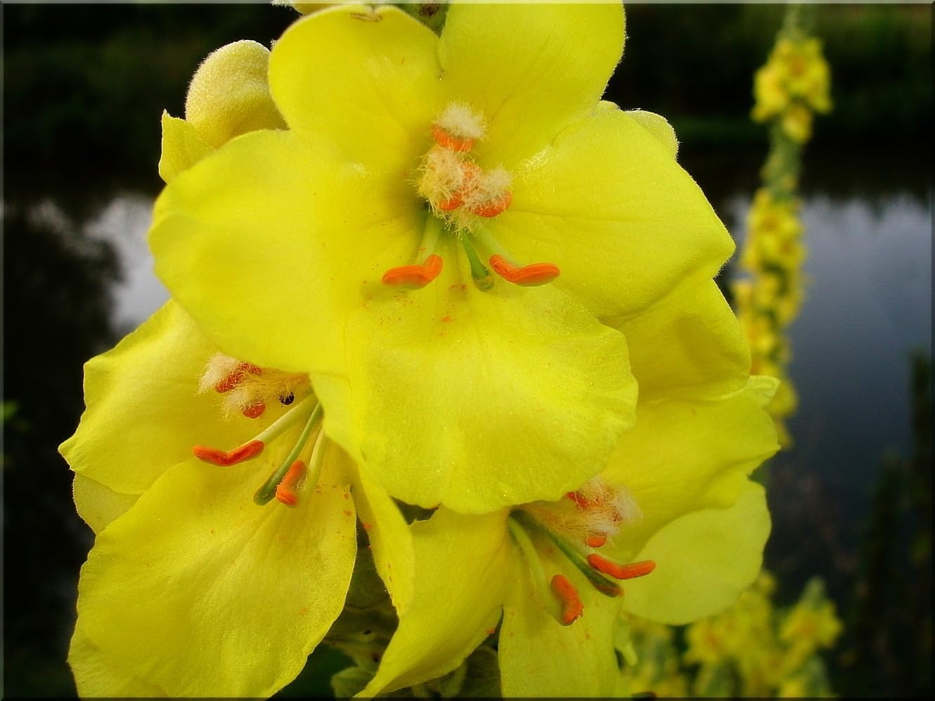 Großblütige Königskerze (Verbascum thapsiforme) Samen. Heilpflanze (20000 Samen = 2,2g)