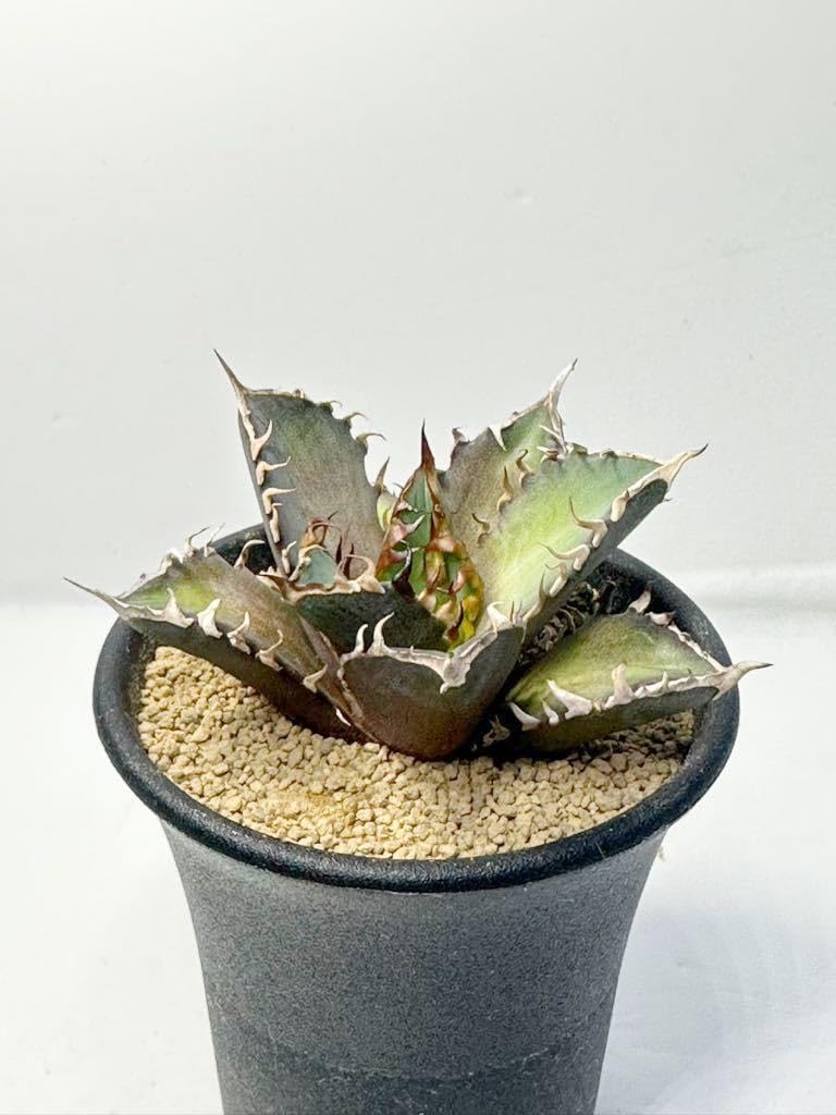 Agave Titanota Red Cat Weasel, Gori Cat, Red Catweezle Agave Titanota Red Cat Weasel, Gori Cat, Red Catweezle