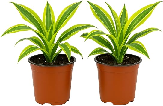 Easy to Grow Dracaena Lemon Lime - 2 Potted Houseplants in Grower Pots, Variegated Chartreuse & Green Foliage, Low-Maintenance Indoor