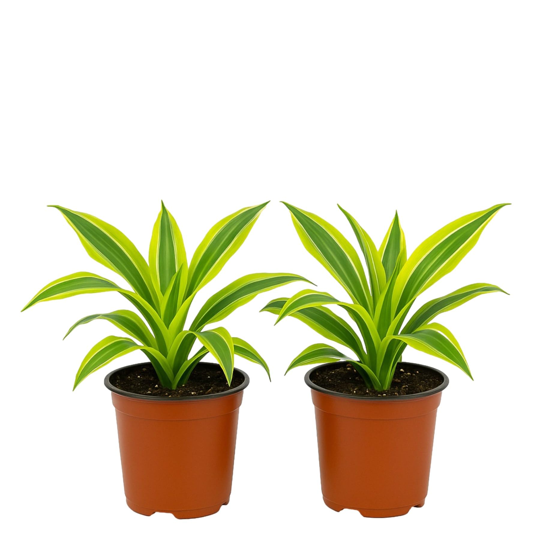 Easy to Grow Dracaena Lemon Lime 2-Pack