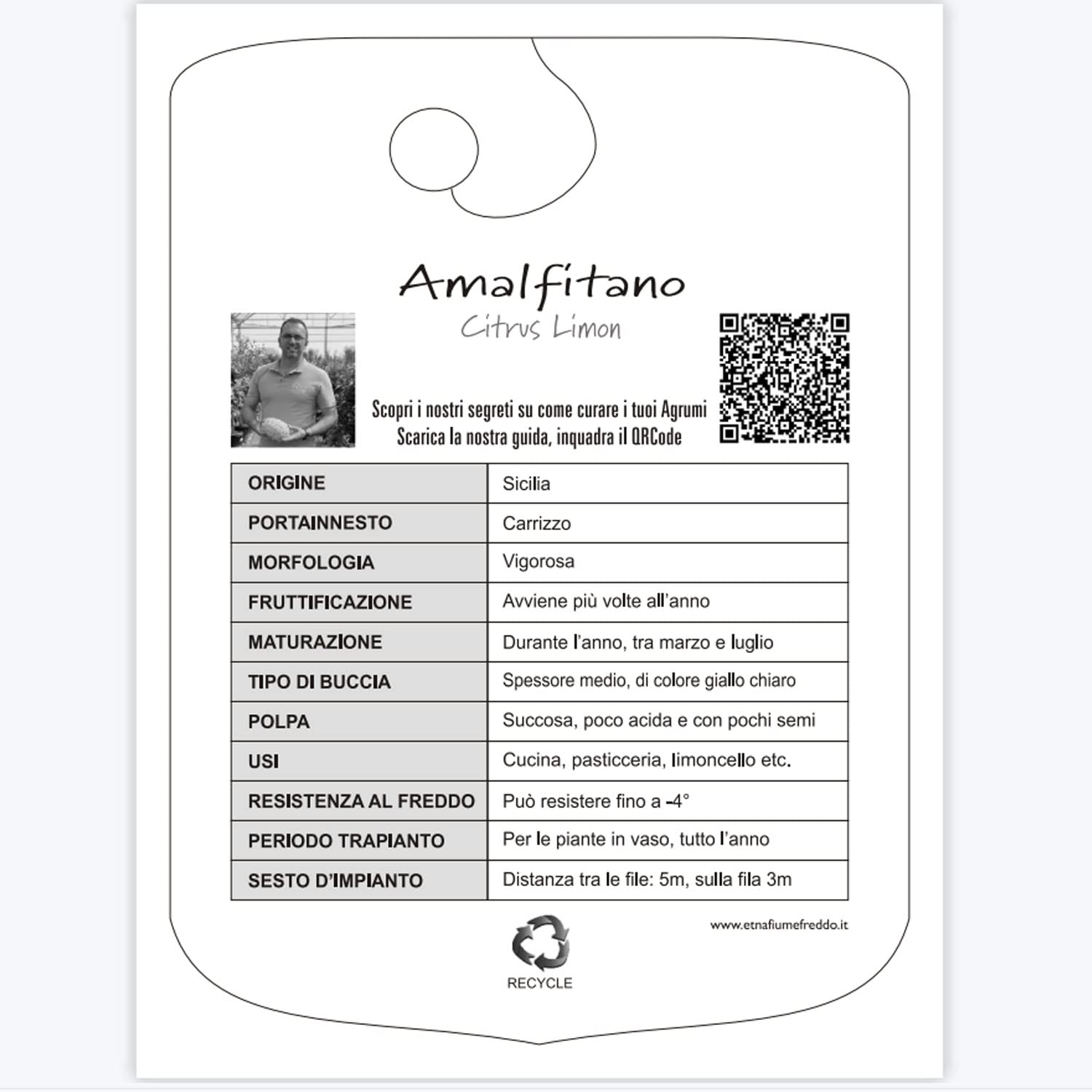 SAVINI VIVAI Pianta di Limone Albero Agrumi Limone Sfusato Amalfitano in Vaso da 20 cm Altezza 70 cm 2-3 Anni di innesto Made Italy