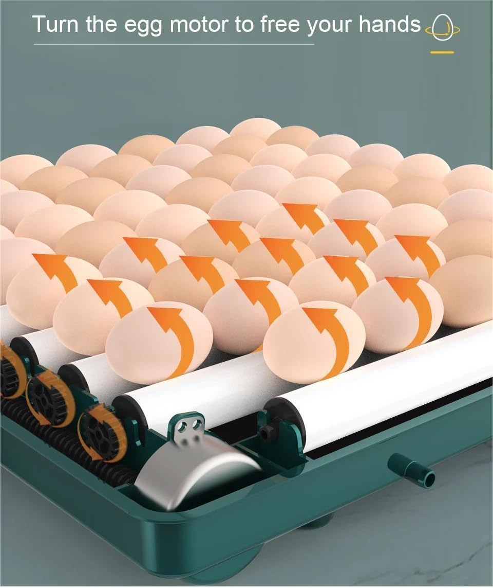 Incubadora Huevos Gallina, Incubadora Automática de 10/16/24/36 Huevos, Incubadora de Huevos con Control de Temperatura, Adición Automática de Agua, Volteador Automático de huevos (16 Huevos (B))