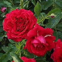 Vista 4 de Heirloom Roses Red Rose Bush - Planta de rosas de leyenda inglesa viva Courageous™ para plantar al aire libre