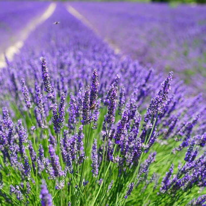 Duo soins déjaunisseurs Lavande de Valensole pour sublimer votre blond