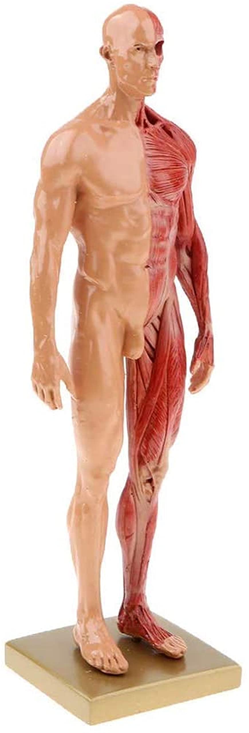 Modello anatomico del Corpo Umano - Figura Anatomica Femminile e Maschile Muscolo Umano e Modello anatomico dello Scheletro per Le Classi di Studio Scolastico 11 Pollici (Naturale 3)