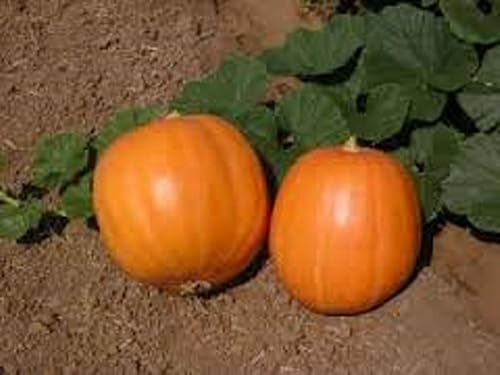 Miniatura 3 de Calabaza, semillas de calabaza Jack O Lantern, reliquia, sin OMG, 100 semillas