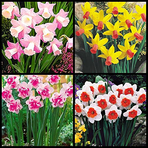 10PCS Winterhart/Narzissen Zwiebeln/SchöNen/Geeignet Zum Anpflanzen Von/Exquisiten Schnittblumen /Lebenden GrüNpflanzen-A Cover