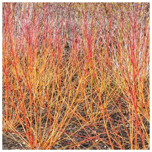 Image of Cornus Sanguinea/Winter Beauty Dogwood Plant 9cm Pot Stunning Winter Colours 3fatpigs®