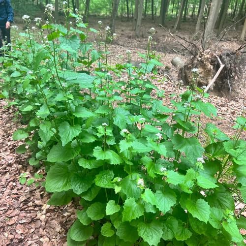 semillas de la planta de mostaza de ajo, cubierta vegetal perenne resistente mostaza de ajo flores silvestres del balcón plantas resistentes para el jardín Semillas para camas 130pcs