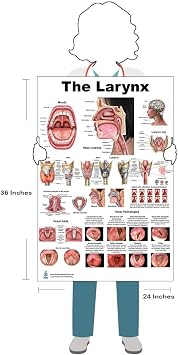 Blue Tree Publishing Larynx Poster 24x36 Human Vocal Cord & Throat Anatomy Chart for Speech-Language Pathologists, ENT Clinics, Singing Teachers & Medical Education