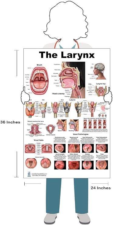 Blue Tree Publishing Larynx Poster 24x36 Human Vocal Cord & Throat Anatomy Chart for Speech-Language Pathologists, ENT Clinics, Singing Teachers & Medical Education