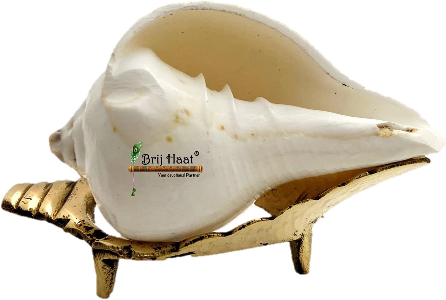 BRIJ HAAT Natural vamavarti (Vishnu) shankh Conch Shell with Brass Stand for Pooja (3 inch)