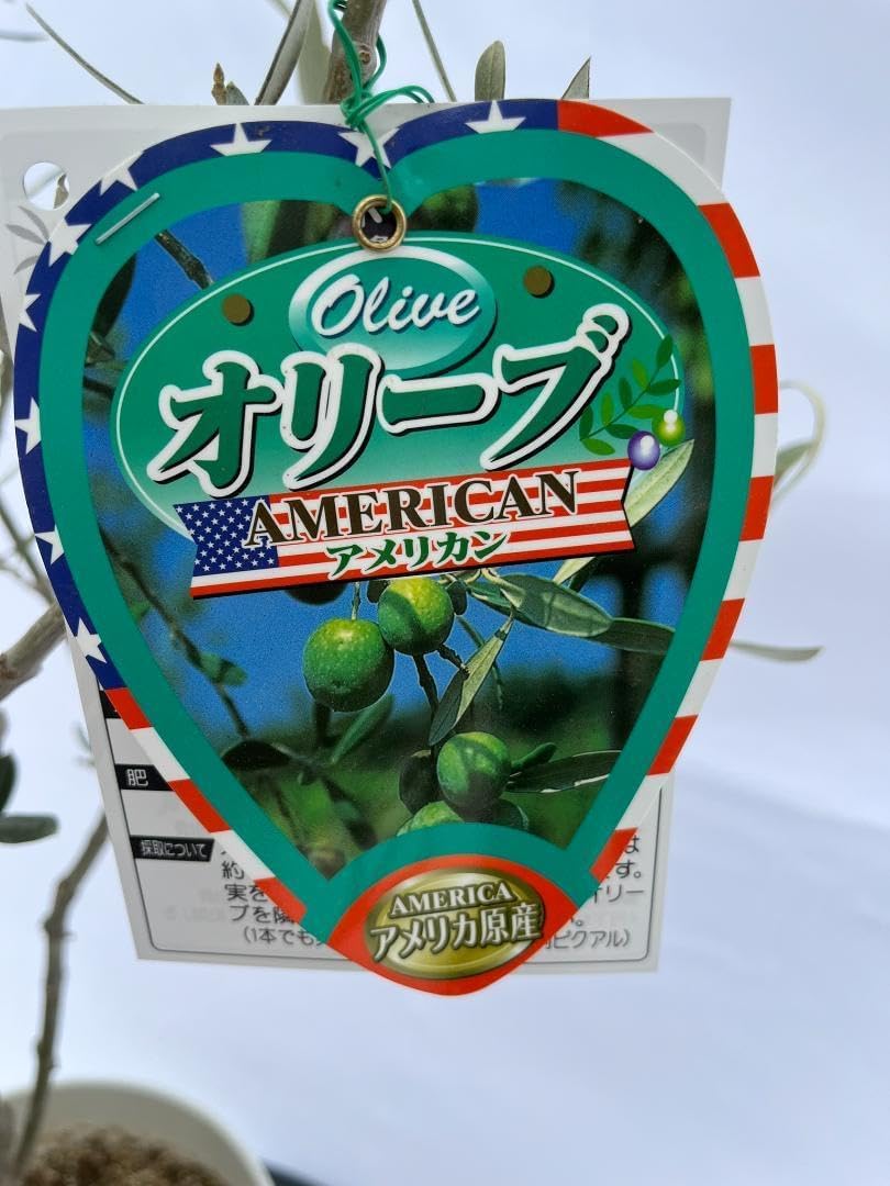 球根 冷蔵 アイス ムスカリ『ピンクサンライズ』2球 寄植え 水耕 栽培