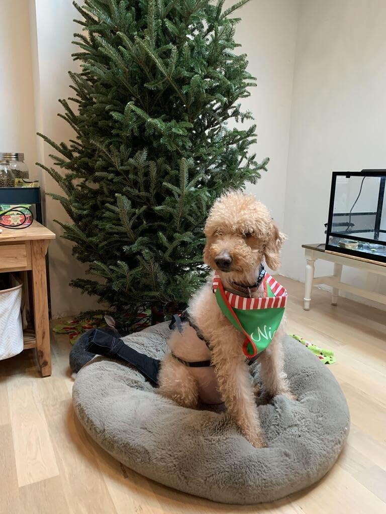 Large Happy Tail Protector for Labrador, Golden Retrieve, Pitty, Doodles – Check Size Chart Image for FIT, Large Set