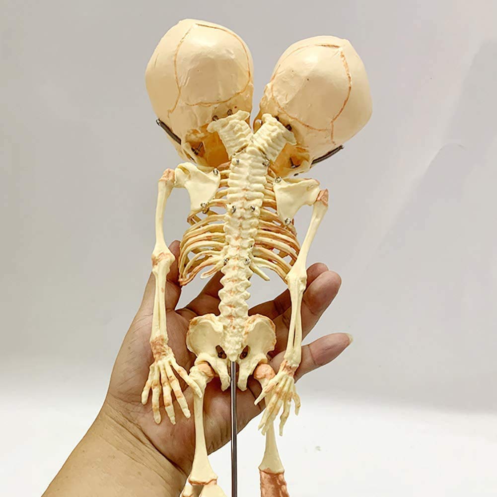 Amazon.co.jp: 赤ちゃんの骨格モデルの男 - スケルトン解剖学的モデル