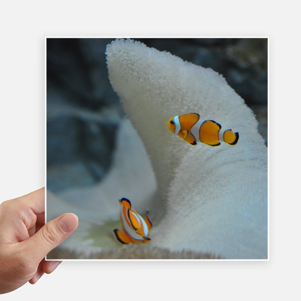Autocollant clownfish poisson ocean sticker moto ordi 20cm