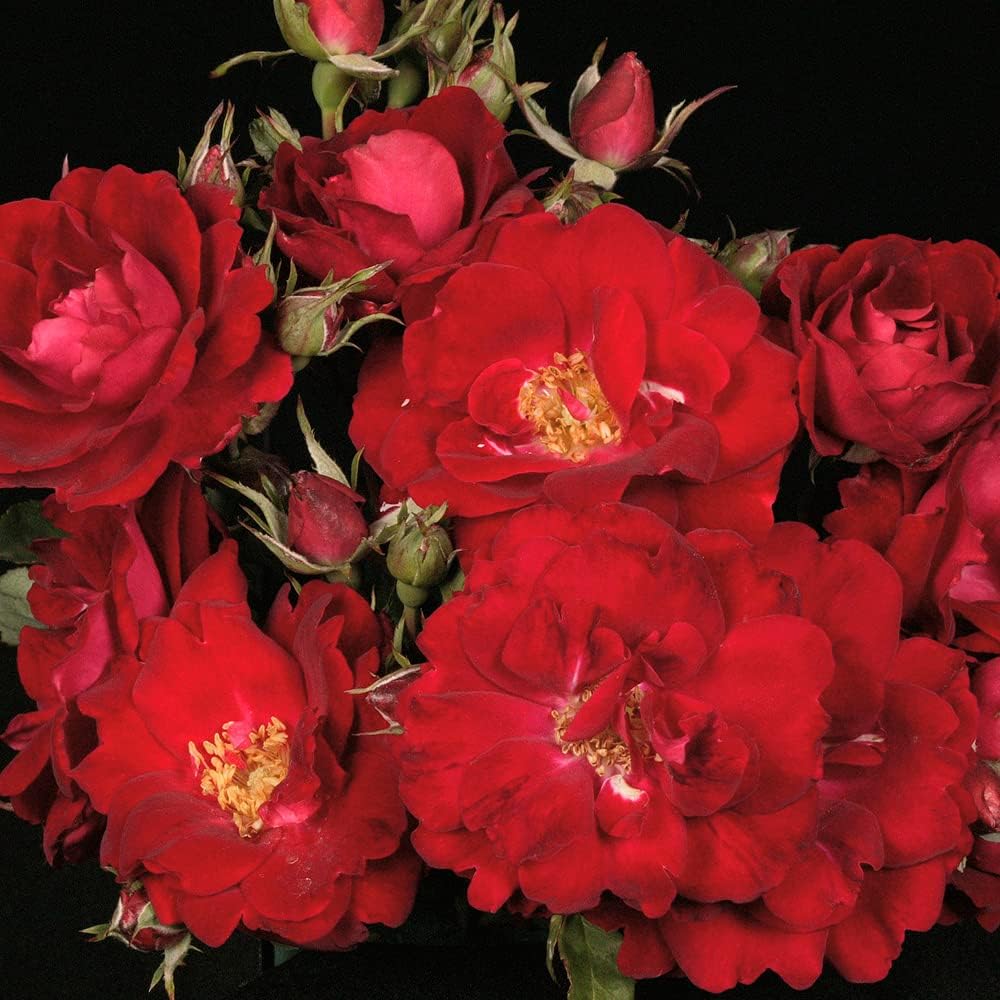 Heirloom Roses Rose Plant with HIPS - Champlain Red Rose Bush, Hardy Live Plant for Planting Outdoors