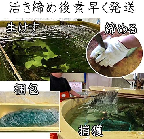 Amazon 真鯛 活き締め 約1 5kg 刺身用 生食用 小田原港より即日発送 うまいもの市場 活〆シリーズ 鮮度重視 旨味が違います 冷蔵便 うまいもの市場 鮮魚 通販