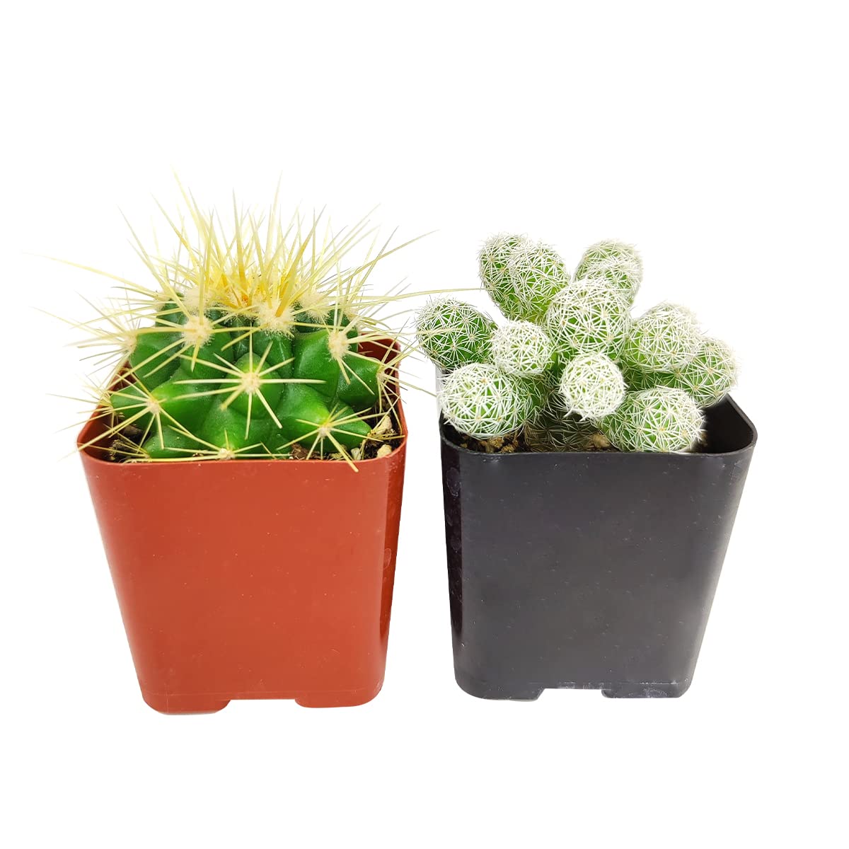 Amazon.com: Succulents Box: CACTUS