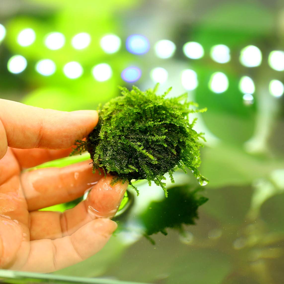 Live Aquarium Plants Freshwater Java Moss Stone Pad1 Aquascaping Moss Wall Carpet for Water