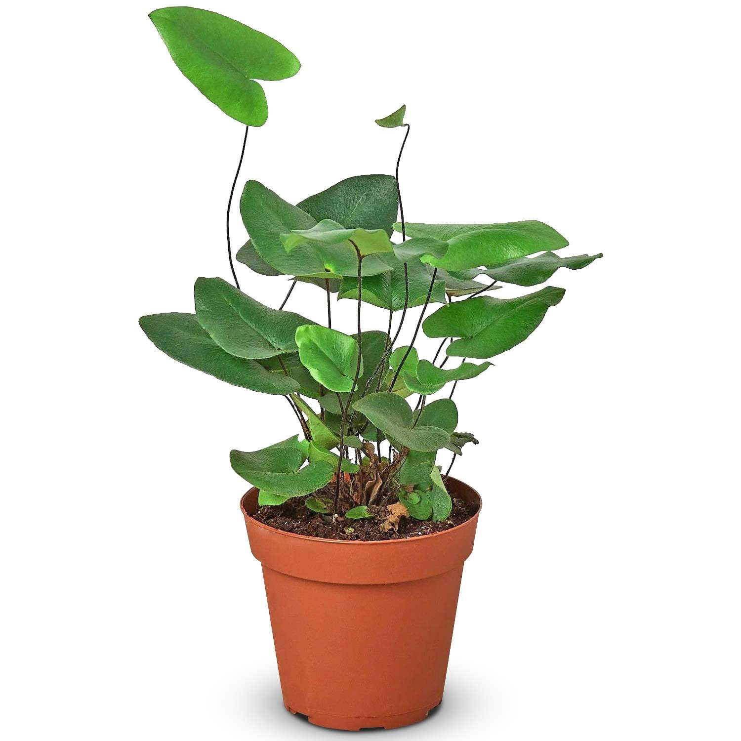 Heart Fern – Thirsty Leaves